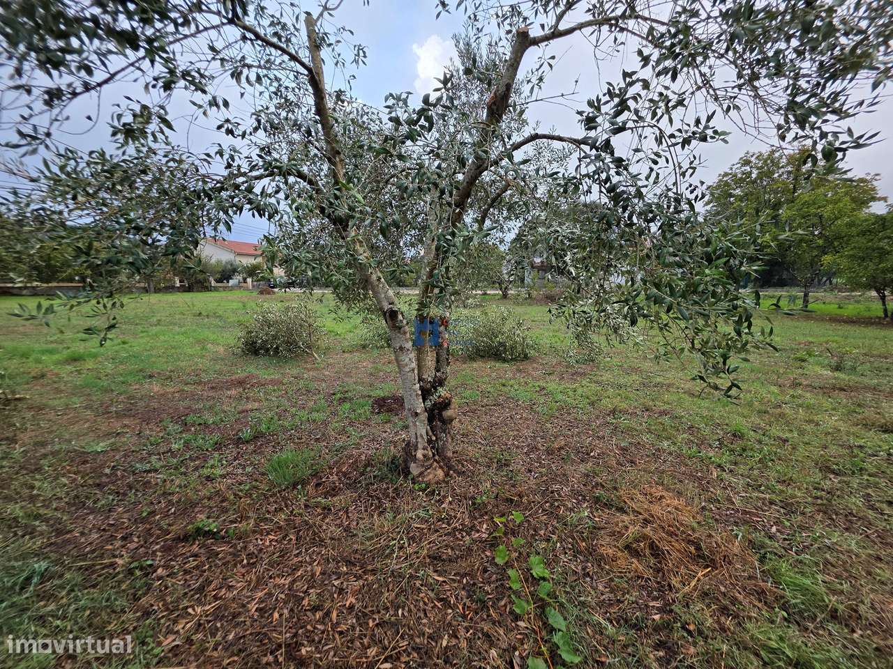 Lotes de Terreno para Construção em Fátima-13