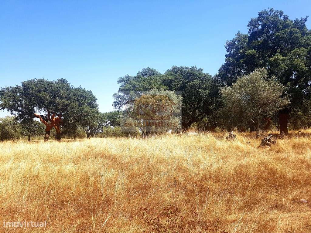 Terreno com projeto aprovado para Hotel Rural em Grândola! - Grande imagem: 2/8