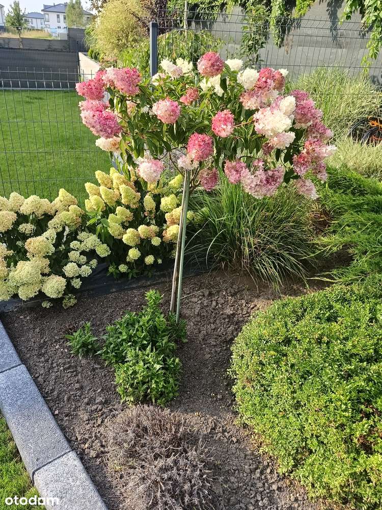 Mieszkanie z ogrodem i 2 miejscami parkingowymi Bezrzecze bezczynszowe - Pełny obrazek: 5/18