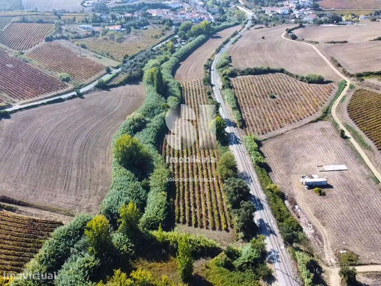 Terreno com Vinha Ativa - Grande imagem: 4/12