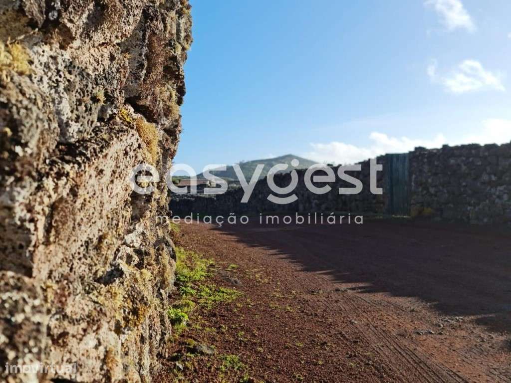 Vinha na zona costeira do Lajido da Criação Velha na ilha do Pico - Grande imagem: 3/19