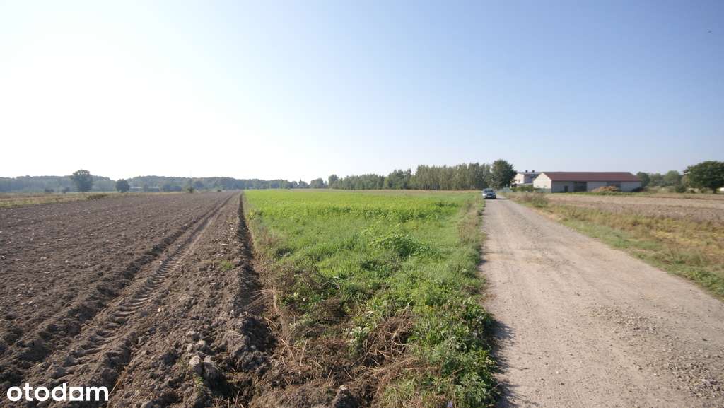 Działka rolno budowlana 96a Rudka Gołębska - Pełny obrazek: 5/13