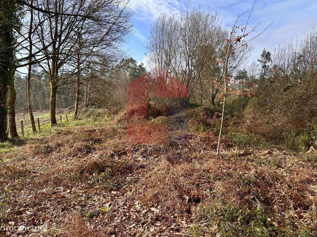 Terreno Agrícola, Freiriz - Grande imagem: 4/13