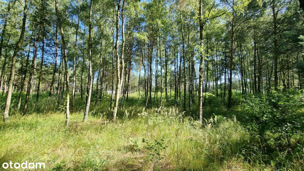 Działka ze starodrzewiem - Puszcza Zielonka Karczewko-11