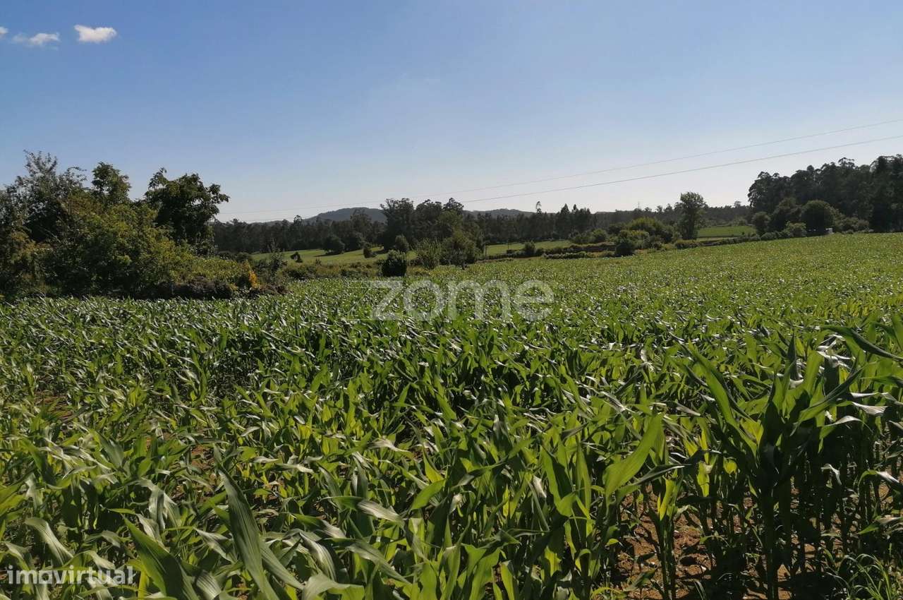 Terreno rustico agrícola com 4.000 M2 em Fradelos-Famalicão - Grande imagem: 4/15