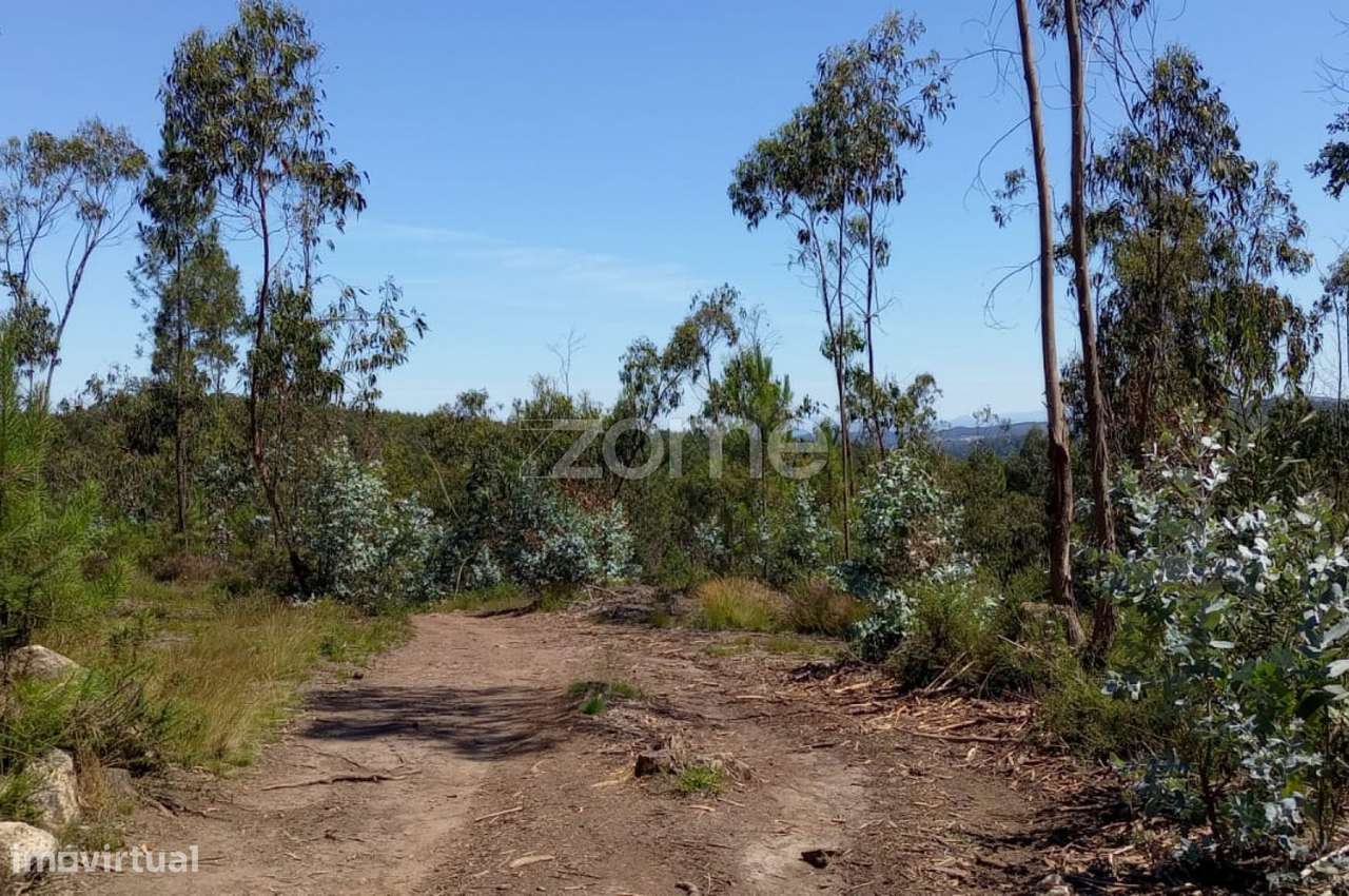 Terreno florestal 20000 m2 em Vilarinho das Cambas - Grande imagem: 5/27