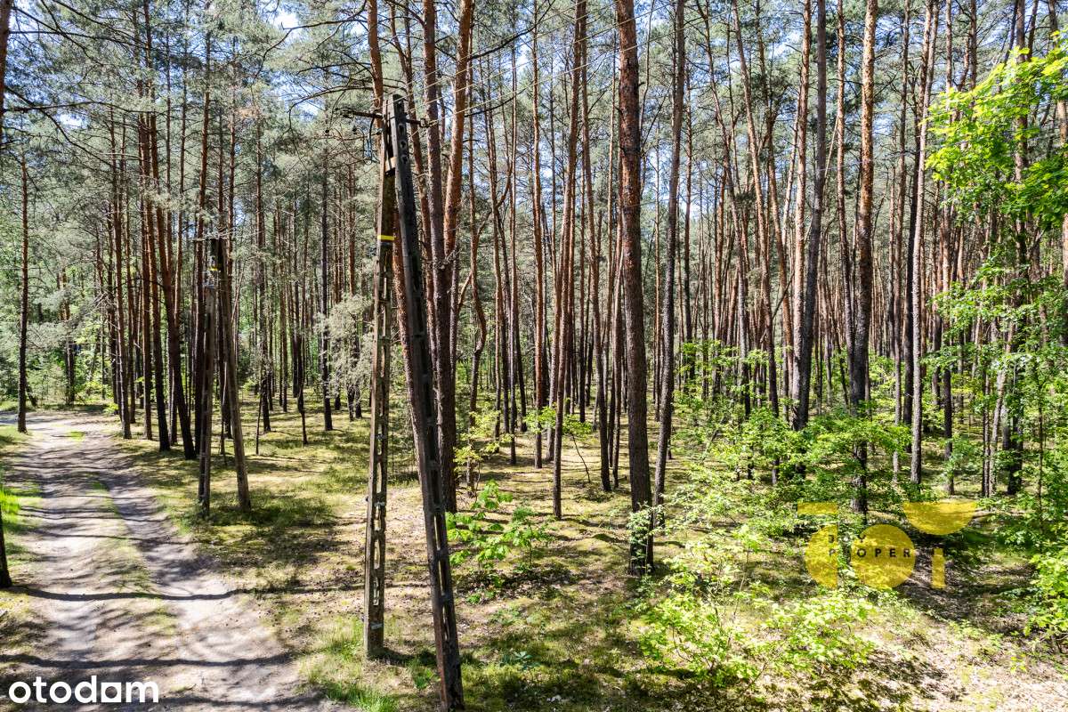 Działka w Wildze - rodzinny azyl z dala od miasta - Pełny obrazek: 5/11