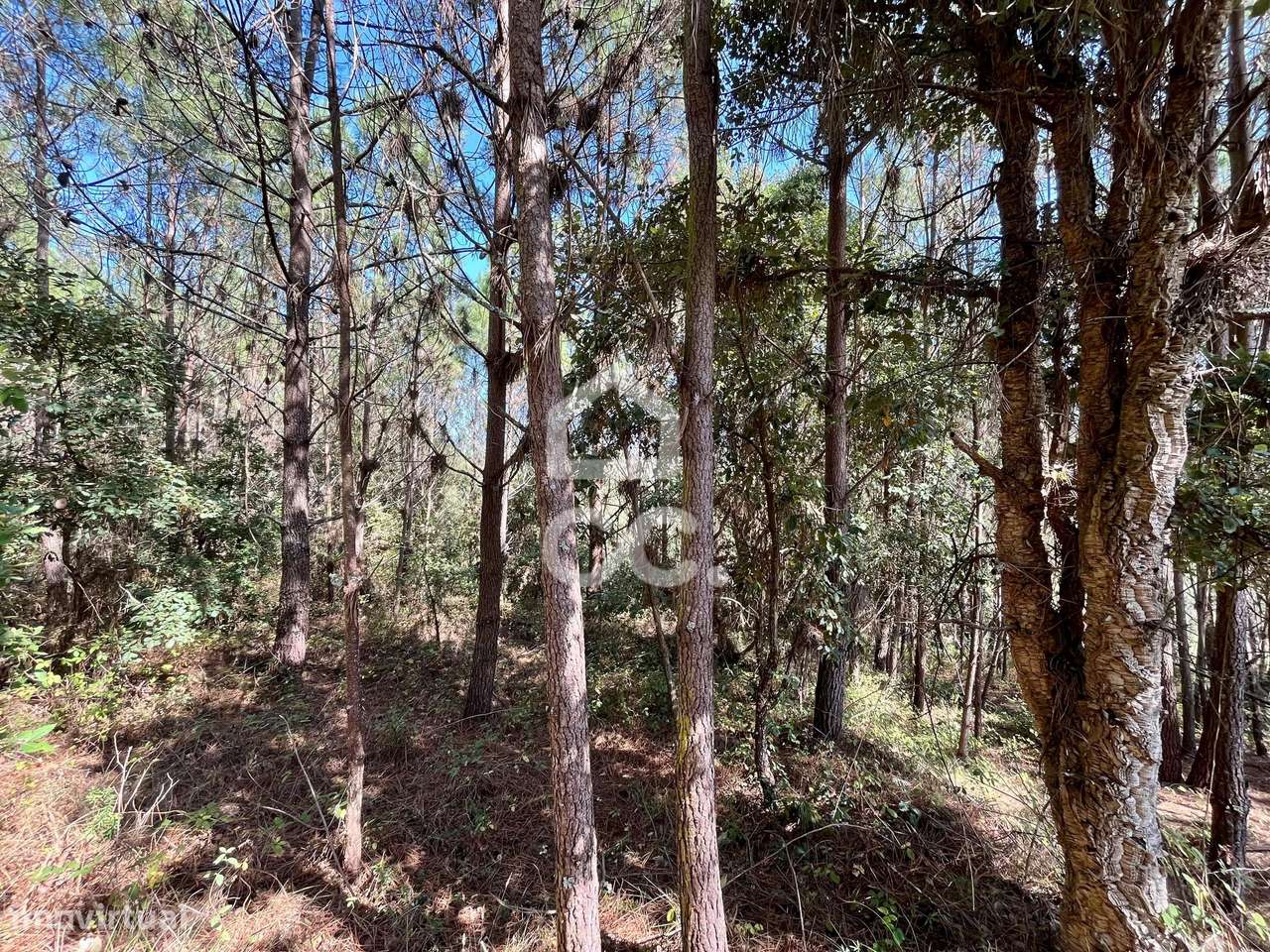 Terreno para venda-Casal do Clérigo (Salir de Matos) - Grande imagem: 5/20