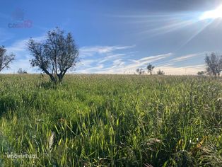 Vende-se Terreno Agrícola Fértil e Espaçoso - 3,4 Hectare...