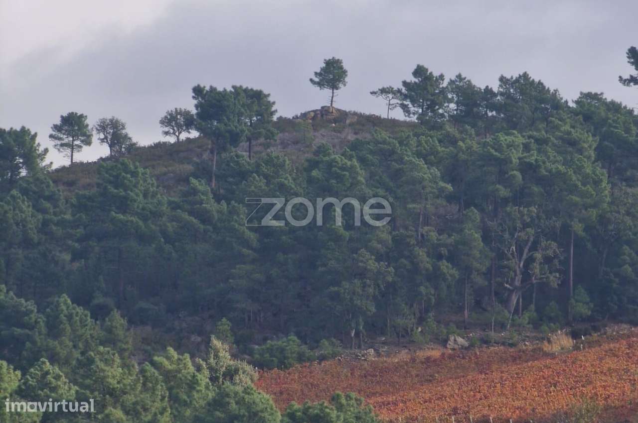 Prédio Rústico à Venda – com sobreiro e Ruina - Grande imagem: 2/15