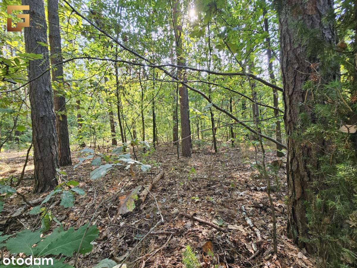 Cicha leśna działka z dobrym dojazdem / Skm - Pełny obrazek: 2/12