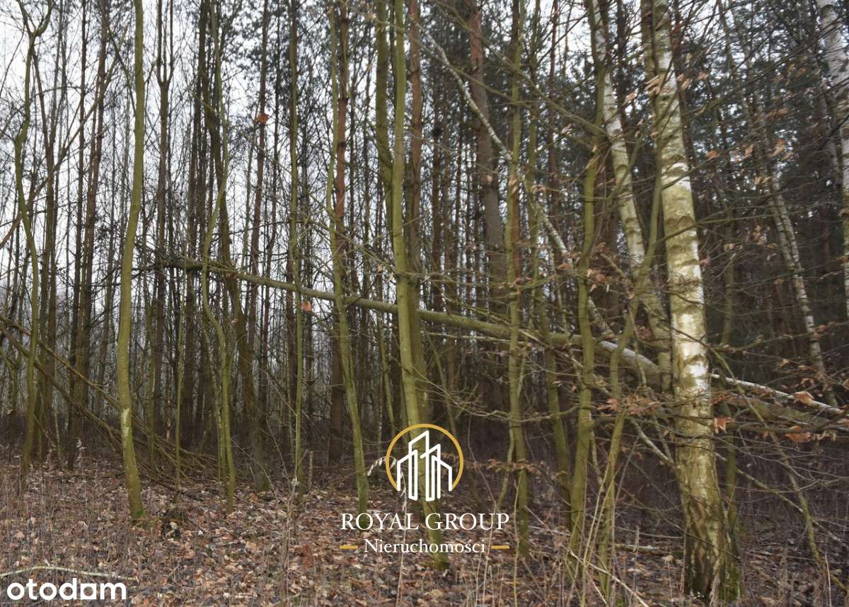 Działka leśna-6