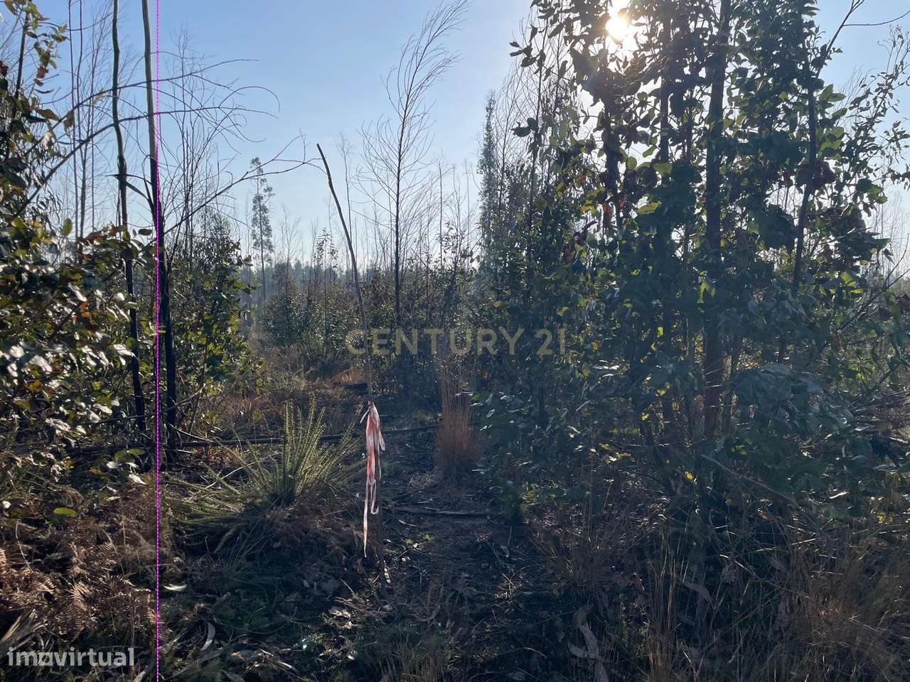 Terreno Rústico com 38.038 m² na Zona Industrial de Albergaria-a- Nova-4