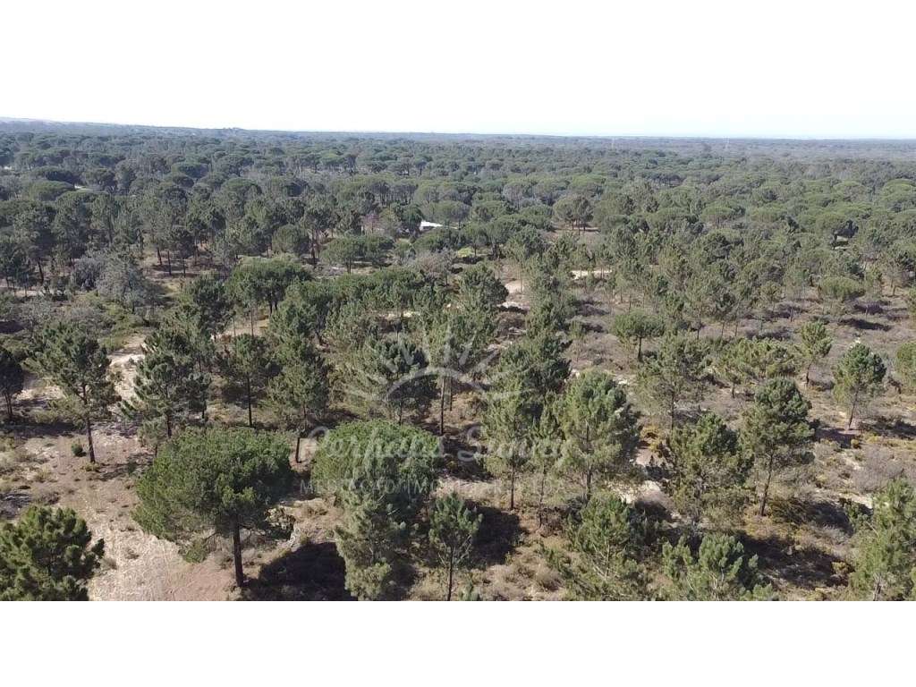 Quinta com Projeto Aprovado para Construção de Habitação - Melides - Grande imagem: 3/26