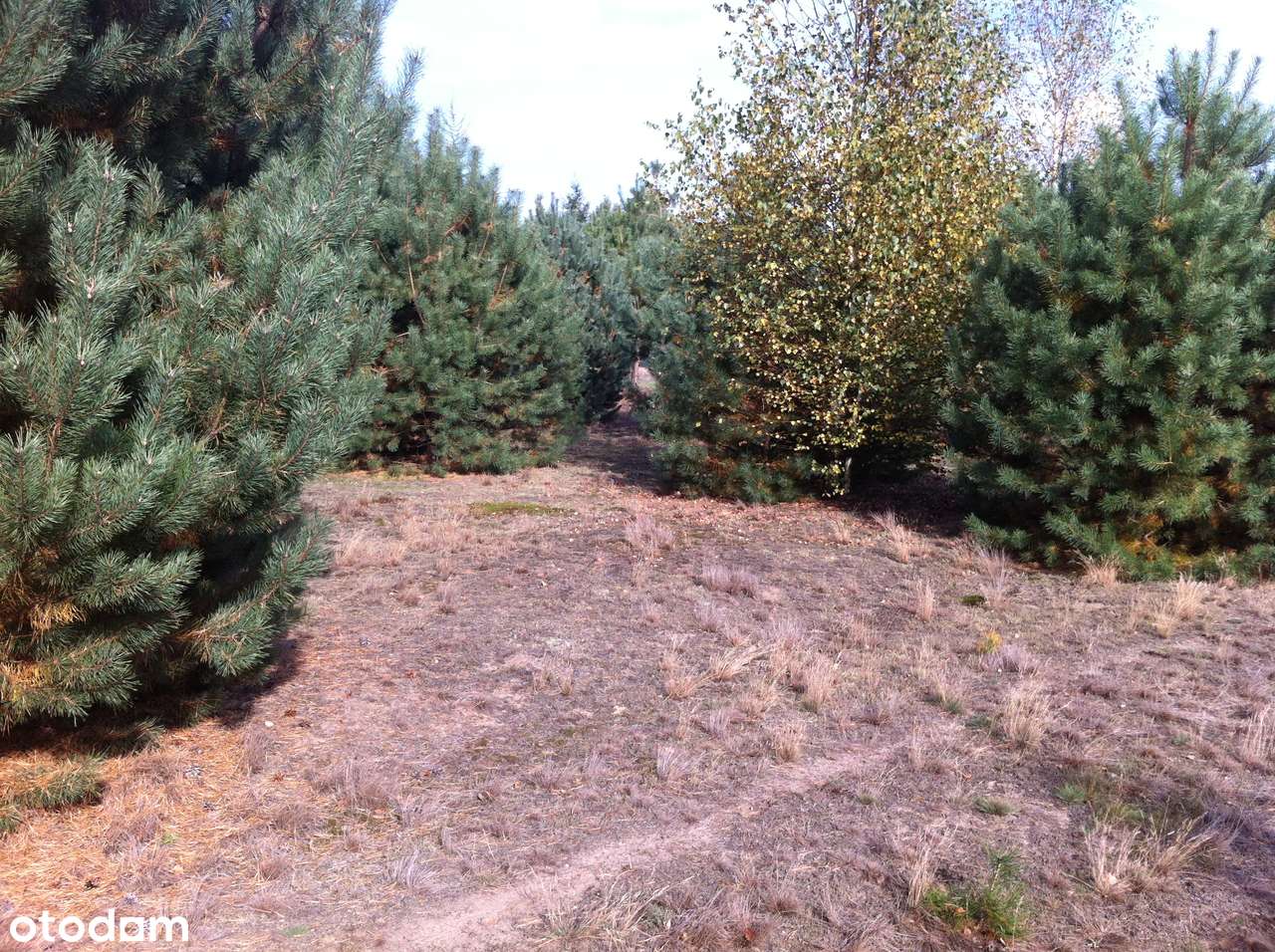 DZIAŁKA budowlana 1252 m2 Nowogród gm. Golub-Dobrzuń - Pełny obrazek: 5/5