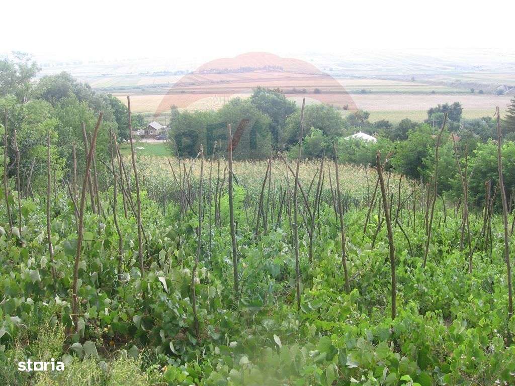 Teren 6,890mp Crasna / Strada Crasna - Imagine principală: 2/4