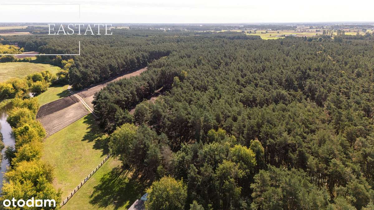 Na sprzedaż hektar działki leśnej - Pełny obrazek: 5/5