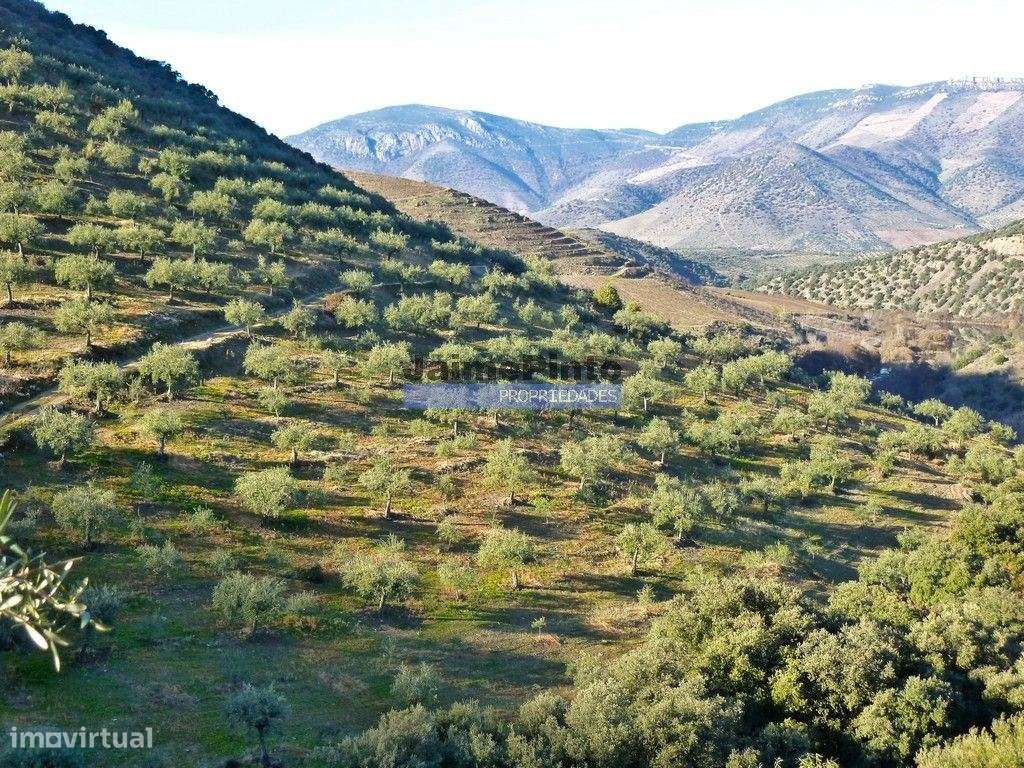 Olival de 100ha. Portugal, Barca DAlva. - Grande imagem: 4/9