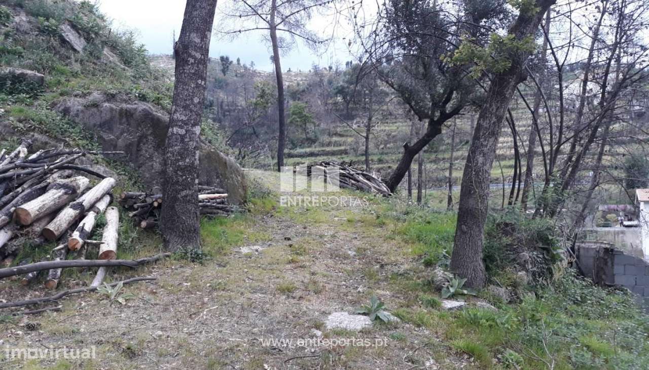 Venda Terreno, confronta ribeiro, São Tomé de Covelas, Baião - Grande imagem: 2/10
