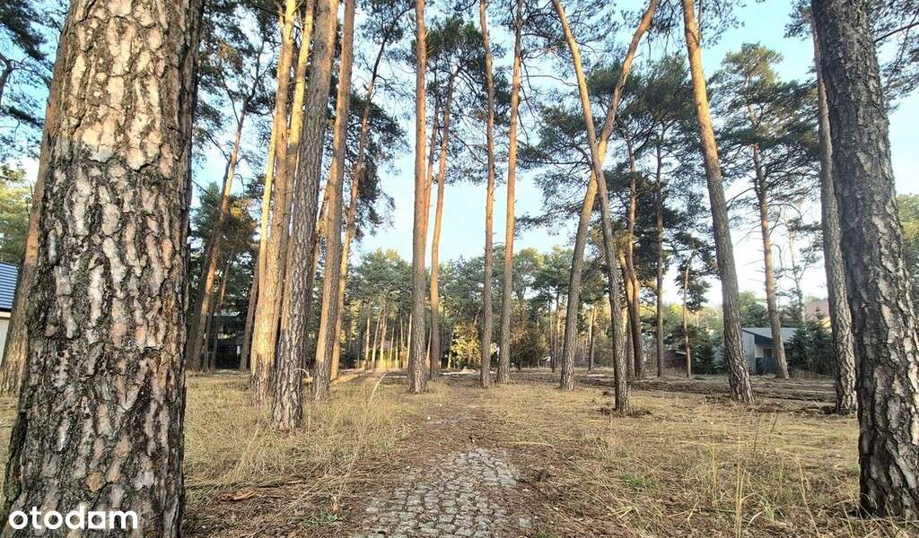 Unikatowa działka budowlana, wśród sosnowych drzew