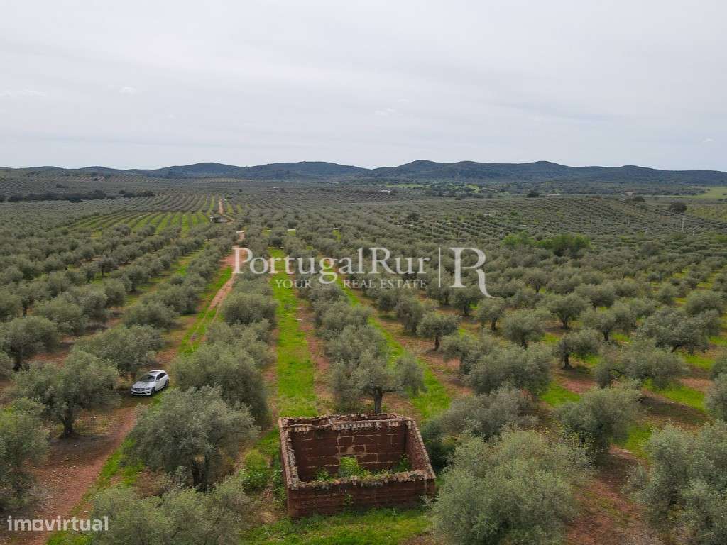 Herdade com 14 hectares e ruína em Moura - Grande imagem: 5/16