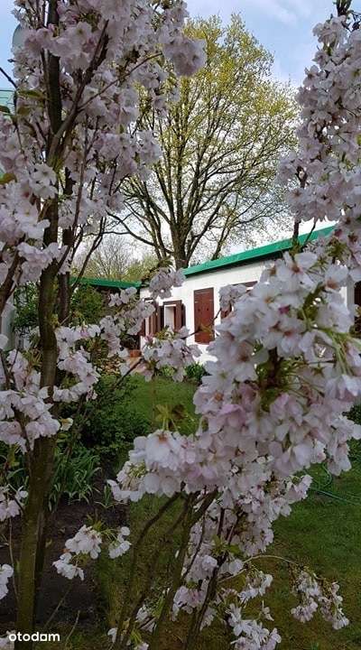 Duża zabudowana działka w Nosach-Poniatkach-12