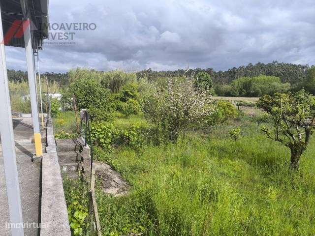 Quinta com Moradia Isolada e 4.450m² de Terreno Oiã Oliveira d Bairro-15