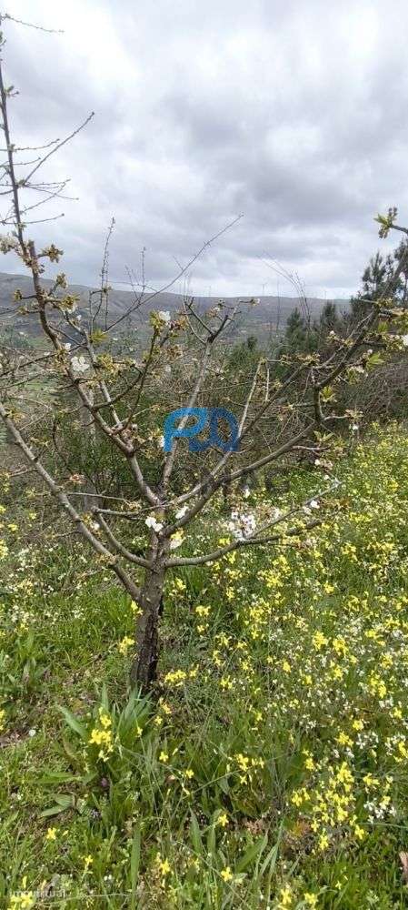 Terreno Urbanizável de 7959 m² com Armazém-8