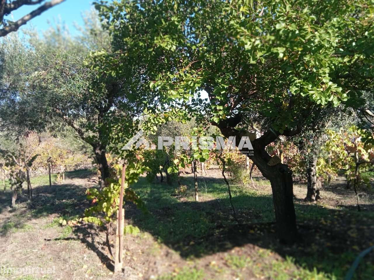 Quintinha para venda com construção rural para venda em Escalos de Bai-28