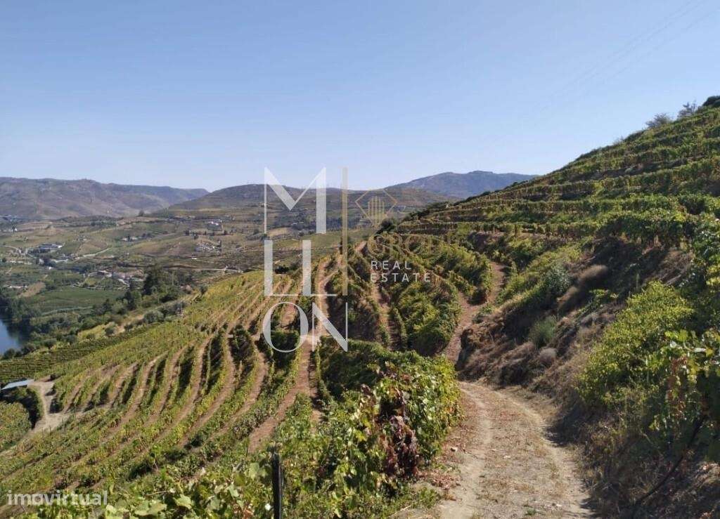 Quinta com 3 hectares e vistas desafogadas para o rio Douro-12