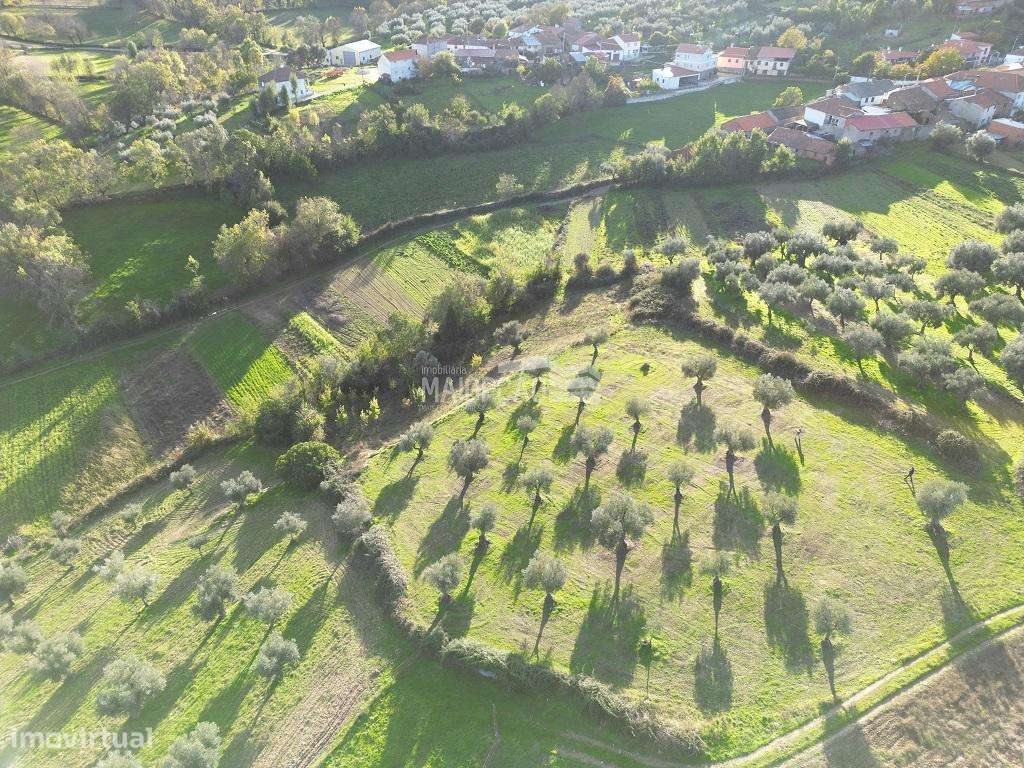 Terreno Agrícola em Grijó de Parada - Grande imagem: 2/10