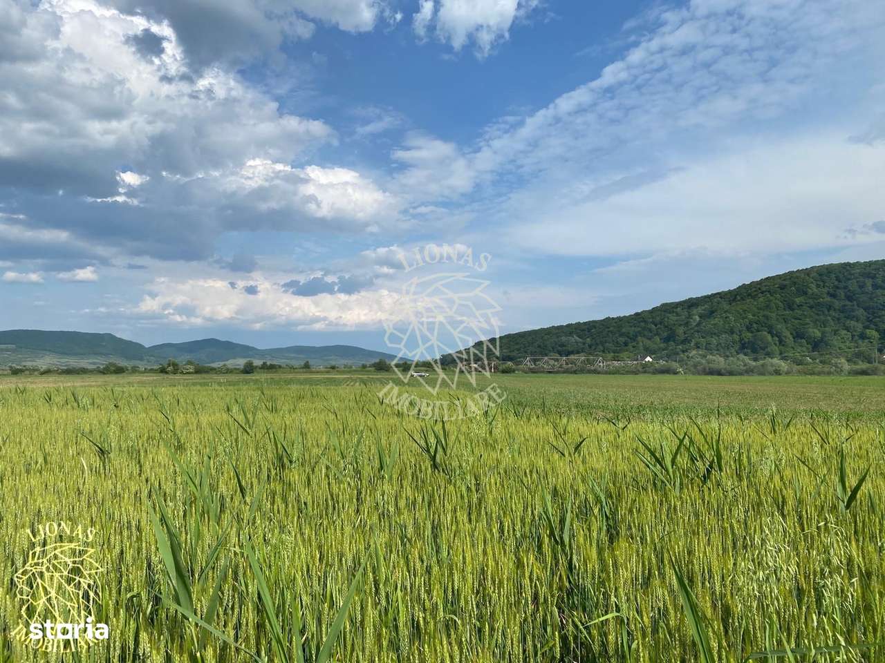 Teren -4.300 mp - Arabil - Chintelnic - Imagine principală: 1/7