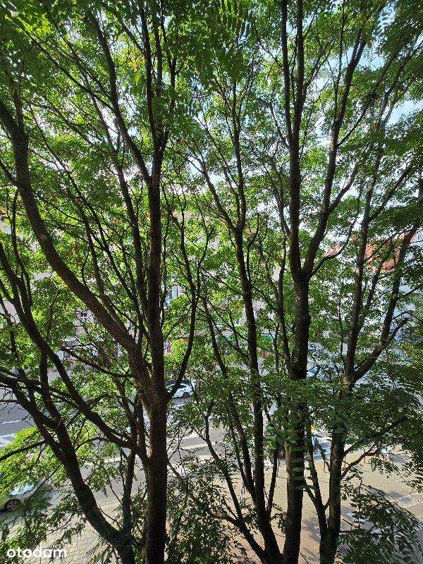 Kawalerka 38,19 m2,  Ołbin, Śródmieście, pod inwestycję-8