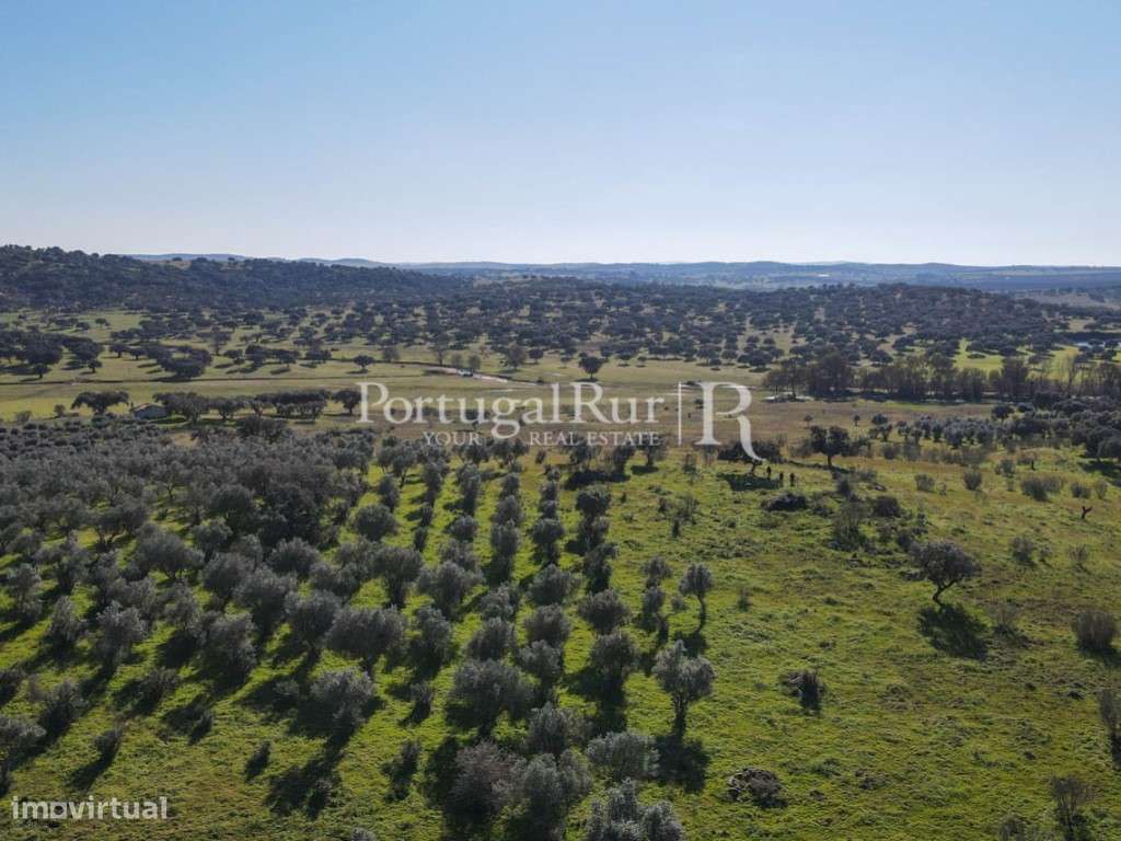 Herdade de 18 hectares perto de Estremoz-22