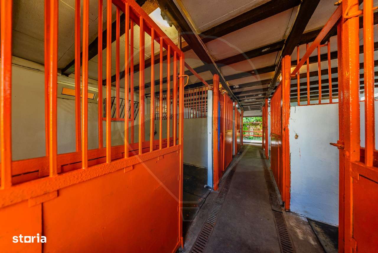 Ferma de cai andaluzi de vanzare - Zadareni - Imagine principală: 4/20