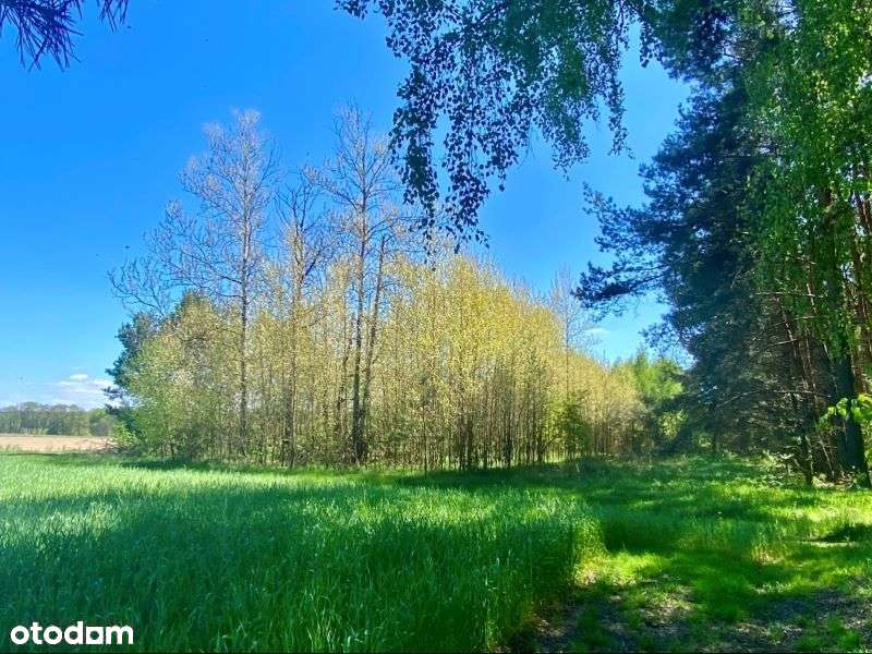 Atrakcyjna działka - Bolimowski Park Krajobrazowy - Pełny obrazek: 3/16