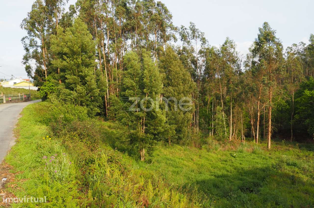 Terreno para Construção em Altura | Valongo do Vouga | Águeda - Grande imagem: 3/15
