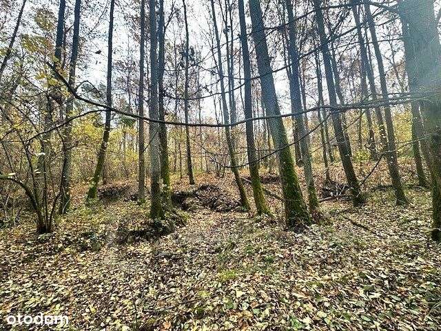 Na odludziu- dom pod lasem-10