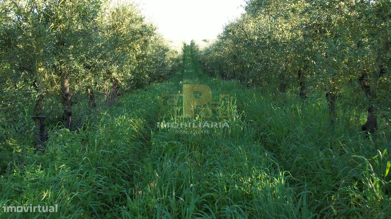 Terreno Rústico  Venda em Almoster,Santarém-5