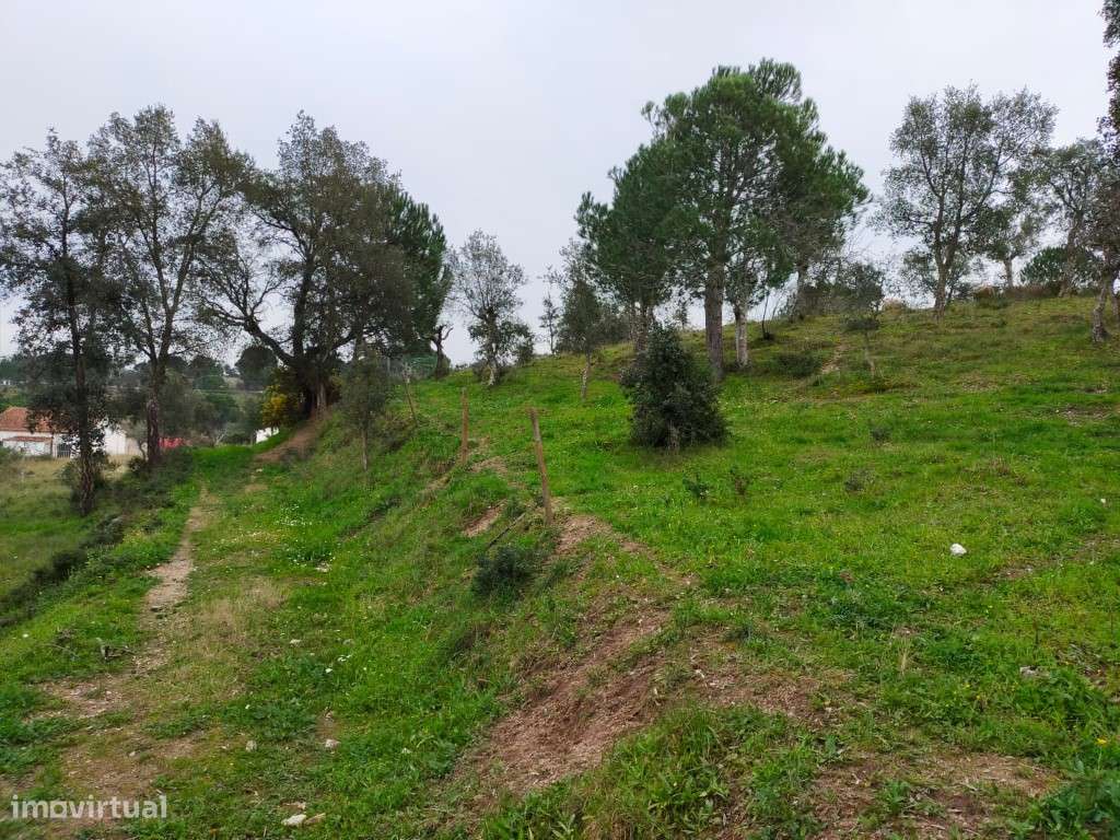 QUINTA COM 5HA DE TERRENO COM 500M2 URBANO - GALVEIAS - PONTE DE SOR-5