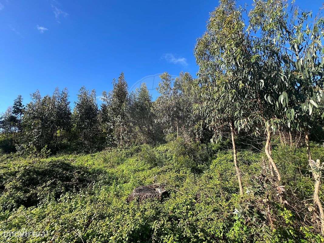 Terreno  para venda-6