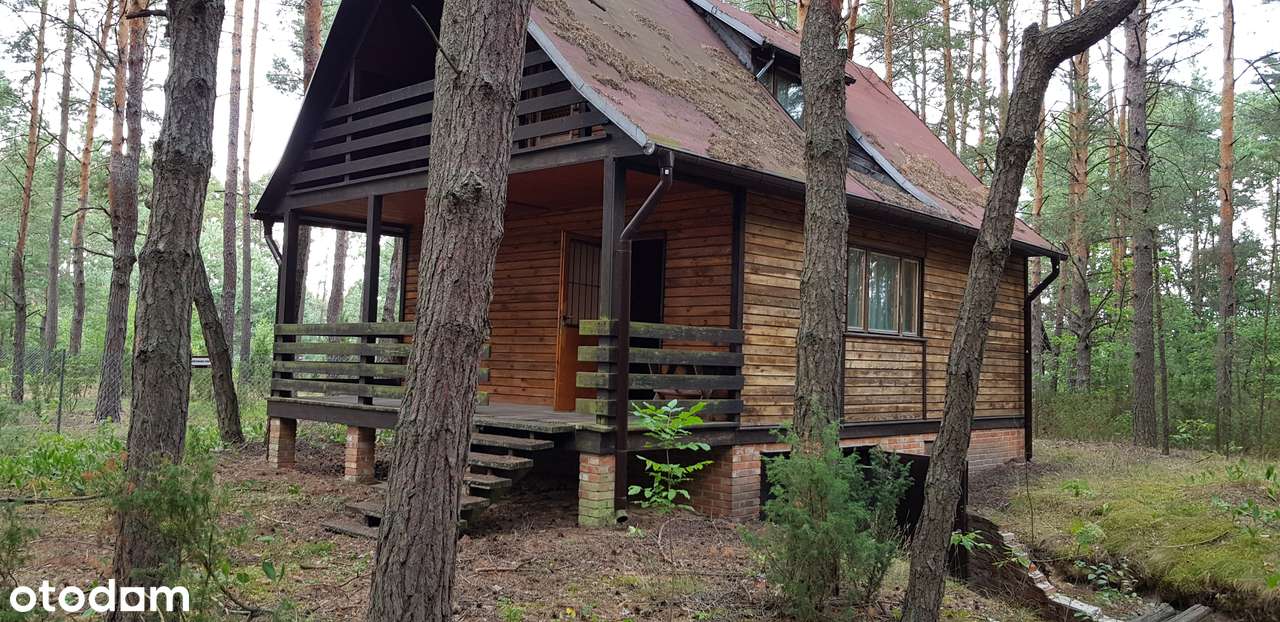 PIĘKNA DZIAŁKA LEŚNA 2199m Z MOŻLIWOŚCIĄ BUDOWY DOMU JEDNORODZINNEGO - Pełny obrazek: 1/16