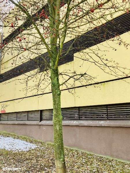 garaz - Pełny obrazek: 5/5