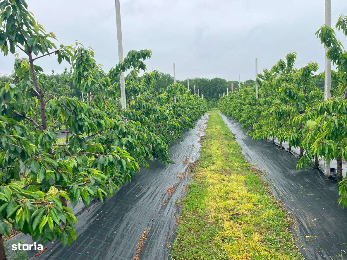 Scrovistea- Balteni, teren intravilan 17.714mp, langa padure-4