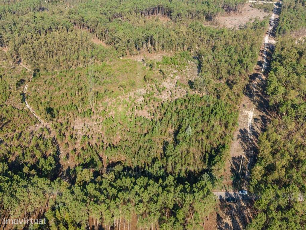 Terreno Rústico | Varziela, Cantanhede - Grande imagem: 4/21