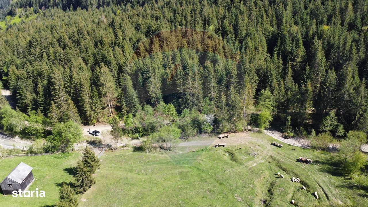 Teren 12,127mp Frasin / Drumul Forestier Valea Seacă - Imagine principală: 5/15