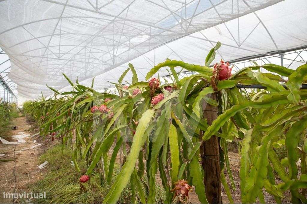 Terreno com Estufas e Infraestrutura Completa em São João das Lampas e - Grande imagem: 2/27