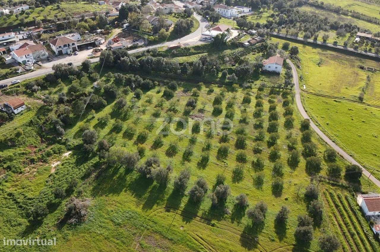 Terreno c/ Furo e Alfarrobeiras em Amorosa, Messines com 13.460m2 - Grande imagem: 2/37