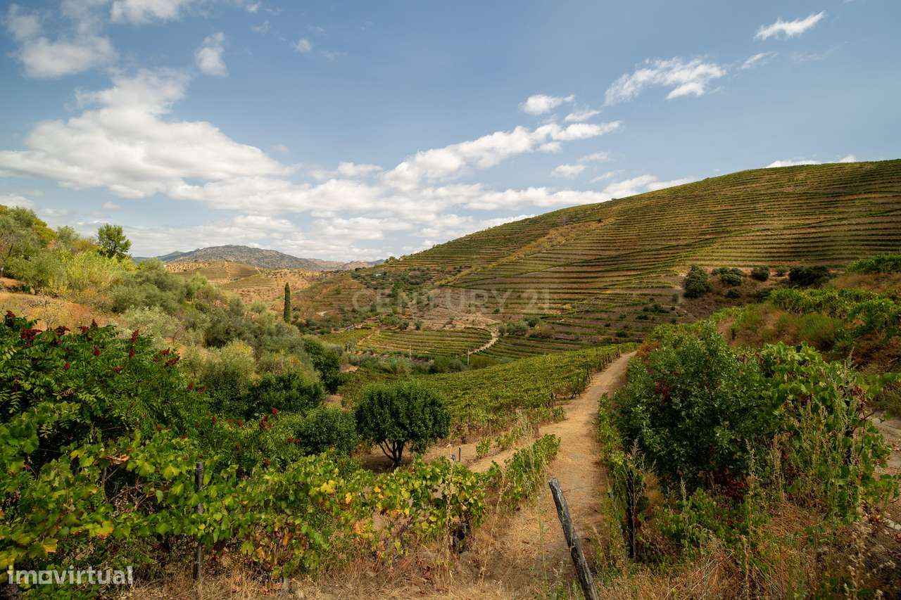 Farm with productive vineyard in the Douro Demarcated Region — São Joã-22