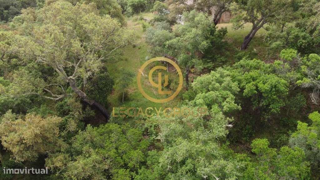 Quinta de 6 hectares perto de São Martinho das Amoreiras-17